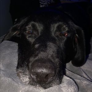 Meet your Posher, Morgan